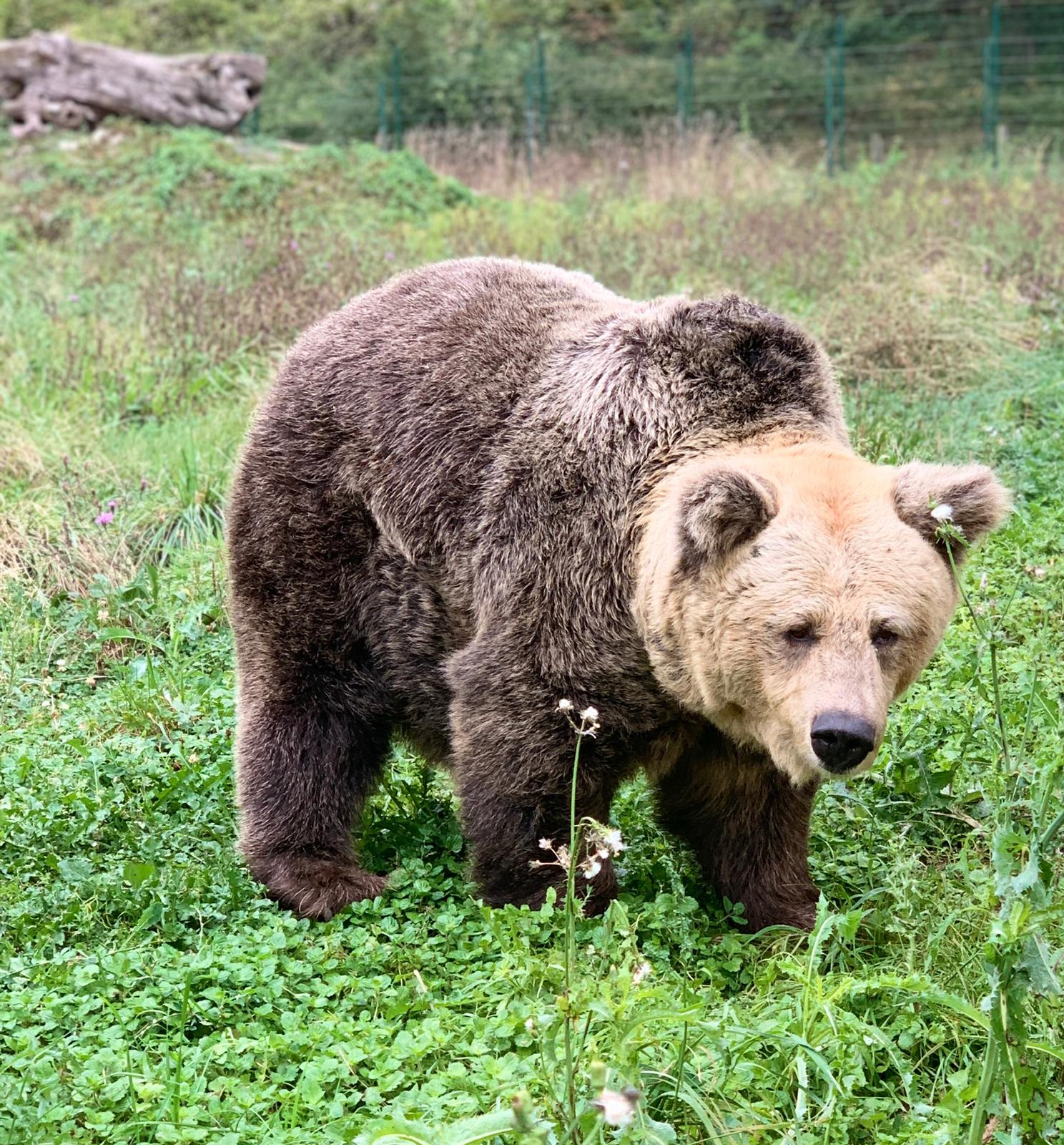 La Senda del Oso, una ruta por la naturaleza